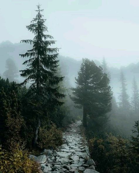 Viridian Green Aesthetic, Green Aesthetic Quotes, Viridian Green, I Love Rain, Rain Wallpapers, Cloudy Weather, Lost In The Woods, Forest Mountain, Forest Road