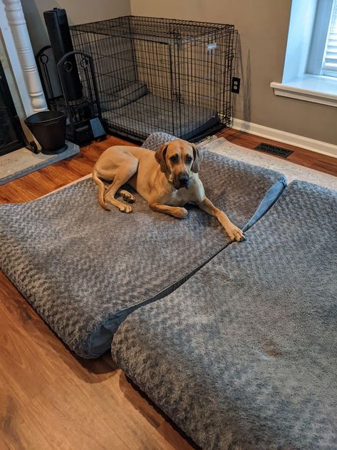 For those of you who asked where do I get my Great Dane Beds, here is the link to Amazon Great Dane Dog Bed, Great Dane Bed, Big Dog Beds, Orthopedic Dog Bed, Linen Sofa, Sofa Styling, Great Dane, Big Dogs, Large Dogs