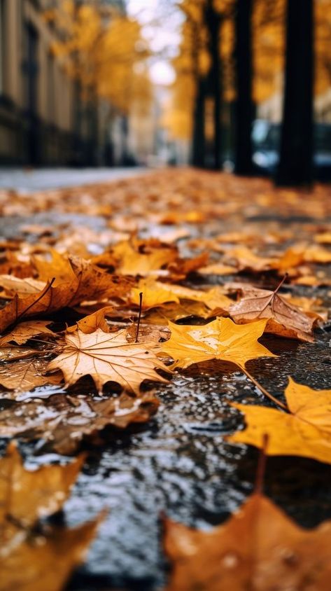 Autumn leaves fallen street plant leaf. | premium image by rawpixel.com / kanokrat ploytabtim Fall Leaves Picture Ideas, Fall Foliage Aesthetic, Autumn City Aesthetic, Autumn Trees Photography, Autumn Leaf Photography, Fall Leaves Aesthetic, Photoshoot Forest, Overhead Photography, Pictures Of Leaves