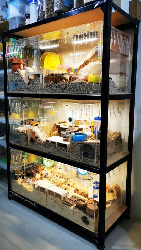 Hamster Cage Furniture, Fancy Hamster Cage, Glass Hamster Cage, Acrylic Hamster Cage, Fancy Hamster, Hamster Cage Ideas, Kandang Hamster, Hamster Diy Cage, Hedgehog Care