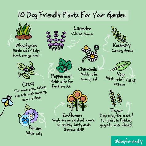 Herbs To Plant, Dog Friendly Plants, Dog Friendly Garden, Dog Yard, Dog Mommy, Lavender Garden, Dog Info, Dog Activities, Dog Care