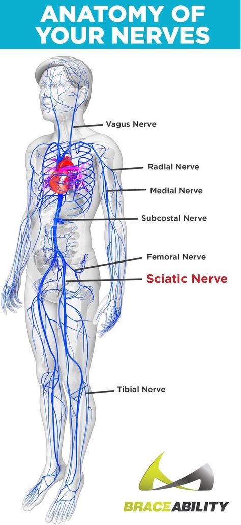 Embracing Acupressure Exercises for Comprehensive Wellness. Discover how easy it is to integrate these practices into your life. ☝️ Click the link Tooth Nerve Pain Relief, Sciatic Nerve Stretches, Femoral Nerve, Herbs For Nerve Pain, Vitamins For Nerves, Nerve Anatomy, Tooth Nerve, Inner Knee Pain, Sciatica Stretches