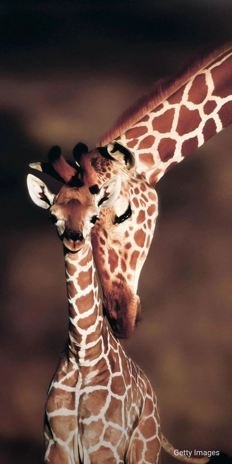 Environmental Biology, Giraffe Images, Animals Planet, Giraffe Pictures, Wild Animals Photography, Beautiful Wildlife, Baby Animals Pictures, Nat Geo, Cute Animals Images