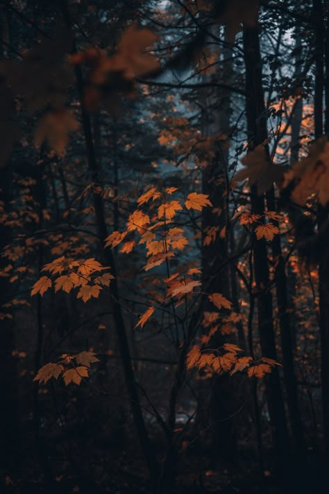 Fall Autumn Photography Tree Leaves Point Defiance Park Tacoma Washington Moody Dark Photo