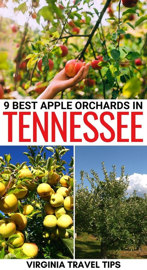 Autumn In Tennessee, Best Hiking In Tennessee, Tennessee Autumn, Football Time In Tennessee, Fall In Tennessee, Blackberry Farm Tennessee, Gatlinburg Fall, Tennessee Attractions, Tennessee Tristar