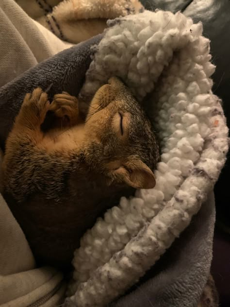 Squirrel Dressed Up, Squirrel Aesthetic, Squirrel Pet, Squirrel Cute, Pet Squirrel, Fall Animals, Squirrel Pictures, Cute Squirrel, Baby Squirrel