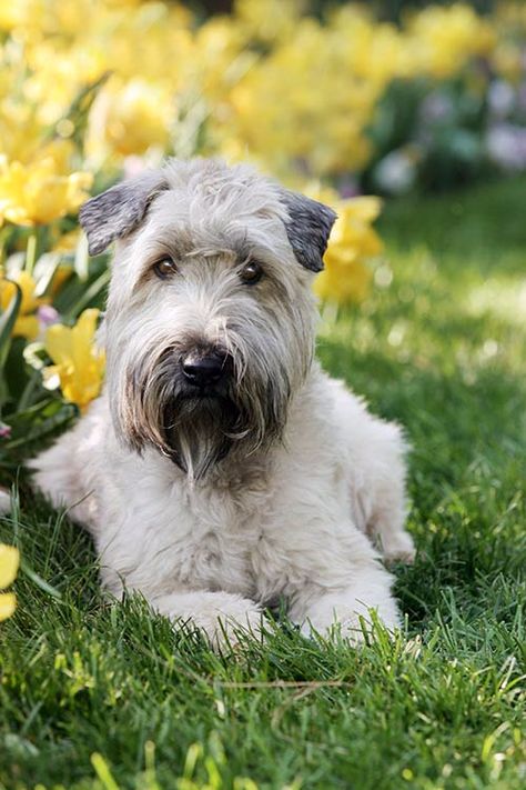 Wheaten Terrier Haircut, Wheaton Terrier Soft Coated, Wheaten Terrier Puppy, Wheaton Terrier, Cute Fluffy Dogs, Akc Breeds, Kerry Blue Terrier, Soft Coated Wheaten Terrier, Irish Terrier