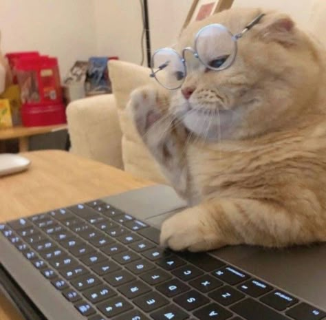 Funny Cat Pics Aesthetic, Cat On A Computer, Cats And Computers, Cat And Laptop, Cute Pfps For School, Daily Homie Checkup Cat, Cat Going To School, Cat On Phone, Cat With Phone