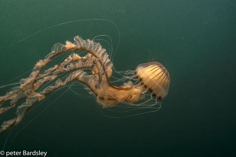 compass jellyfish Compass Jellyfish, Ap Portfolio, Fish Rocks, Marine Organism, Cnidaria, Jellyfish Design, Jellyfish Tattoo, Deep Sea Creatures, Underwater Animals