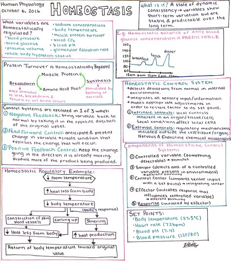 Homeostasis study sheet - human physiology 10/06/16 Git Physiology Notes, Ways To Study Anatomy And Physiology, Biology Homeostasis Notes, How To Study Physiology, Anatomy Physiology Notes, Human Physiology Notes, College Anatomy And Physiology Notes, Homeostasis Biology Notes, Homeostasis Notes