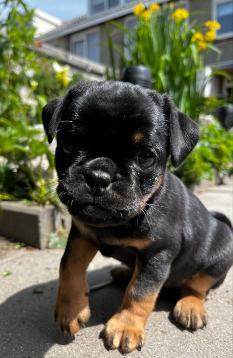 Mini rottweiler look puppies Rotweiler Pup Aesthetic, Cute Rottweiler Puppy Aesthetic, Two Rottweiler Aesthetic, Roman Rottweiler Dog, Boxer Rottweiler Mix Puppies, Rottweiler, French Bulldog, Bulldog, Puppies