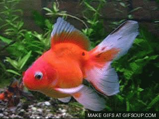 Lovely Ryukin Ocean Gif, Fish Gif, Sensory Images, Waterfall Scenery, Cool Fish Tanks, Bawah Air, Qhd Wallpaper, Cool Fish, Good Morning Beautiful Flowers