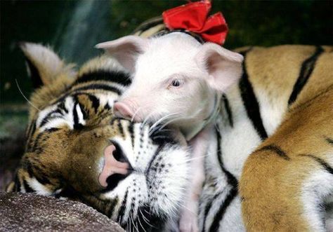 <3 Mama Tiger and Baby Pig!! LOVE Odd Animal Couples, Unlikely Animal Friends, Unusual Animal Friendships, Unlikely Friends, Animals Friendship, Baby Pigs, Unusual Animals, Animal Facts, A Tiger