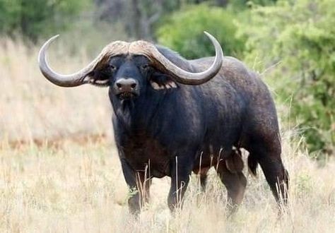 Cape buffalo Beruang Grizzly, Kuda Nil, Female Cow, Buffalo Animal, African Buffalo, Buffalo Bulls, Tibetan Mastiff, Dangerous Animals, African Wildlife