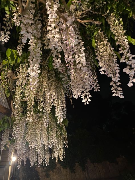 Wisteria Canopy, Pink Wisteria, Wisteria Wedding, Forest Bedroom, Dream Plants, White Wisteria, Flower Bedroom, Decor 2024, Plant Photos