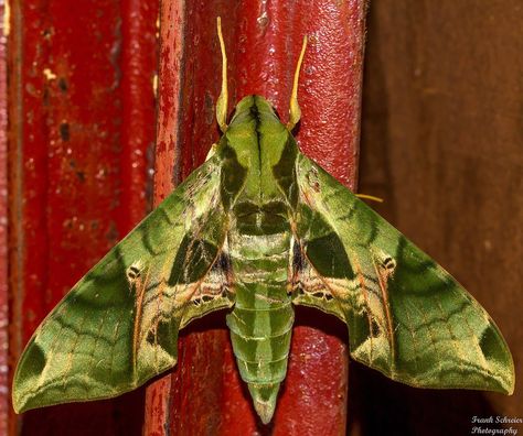 Pandora sphinx moth, wingspan has to be at least 3 inches. Sphinx Moth, Animal Kingdom, Moth, Bugs, Insects, Butterflies, Tattoos, Art, Bugs And Insects