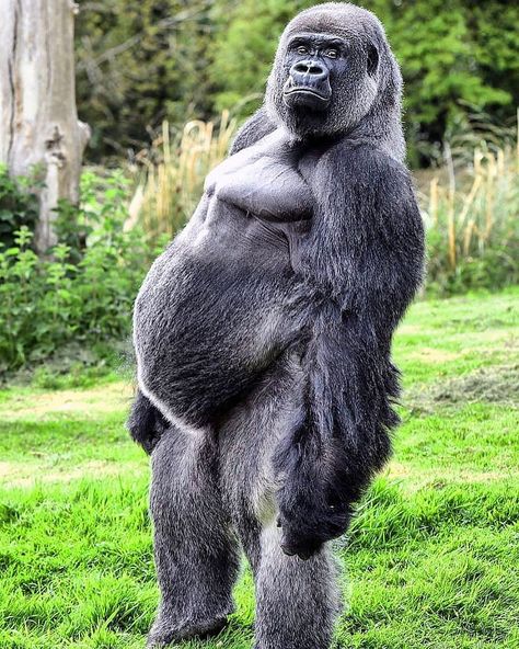 What are you looking at?🦍😤 . . . . 📸 Unknown, please dm for credit . . . . Follow, like and tag us @wolsafaris and use the hashtag… Gorilla Wallpaper, Gorillas Art, Silverback Gorilla, Monkey Pictures, Dangerous Animals, Monkeys Funny, Wildlife Animals, Primates, Animal Planet