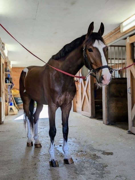 Bay Horse Photography, Horse Riding Aesthetic, Horsey Life, Horse Coat Colors, Horse Facts, Eventing Horses, Bay Horse, Horse Aesthetic, Horse Pattern