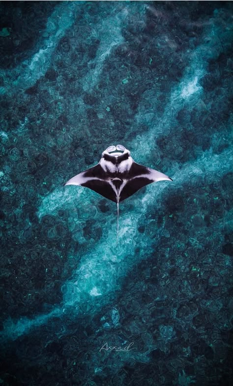 Manta ray one from the beatyfull animal on earth Marine Photography Ocean Life, Manta Ray Photo, Stingray Lockscreen, Manta Ray Wallpaper Aesthetic, Manta Ray Wallpaper Iphone, Mantaray Wallpaper, Manta Ray Background, Sting Ray Aesthetic, Sting Ray Wallpaper