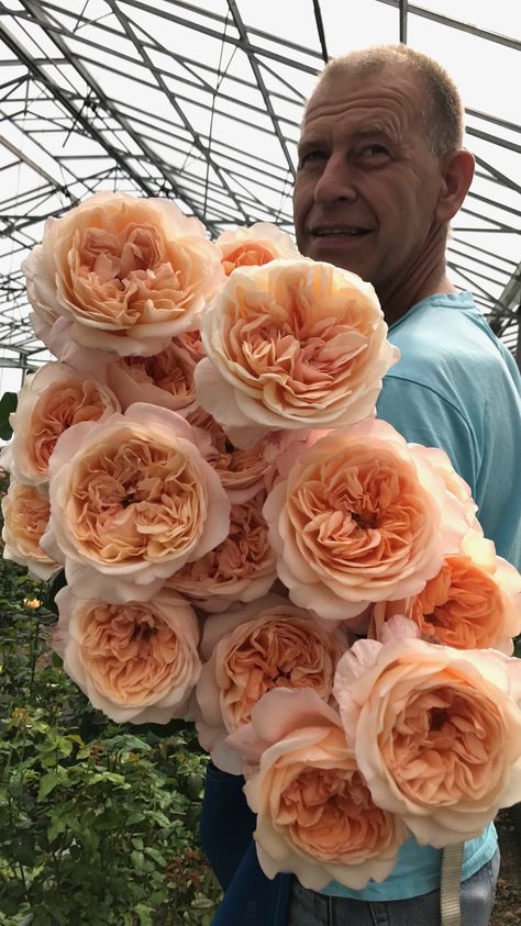 Vip Roses, Big Roses, Rose Farm, Rose Varieties, Types Of Roses, David Austin Roses, Beauty Nature, David Austin, English Rose