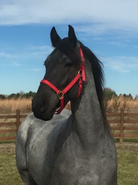 Blue roan Friesian Blue Horse Aesthetic, Blue Roan Horse Aesthetic, Horse Moodboard, Homesteading Goals, Roan Appaloosa, Blue Roan Horse, Noriker Horse, Stunning Horses, Horse Memes