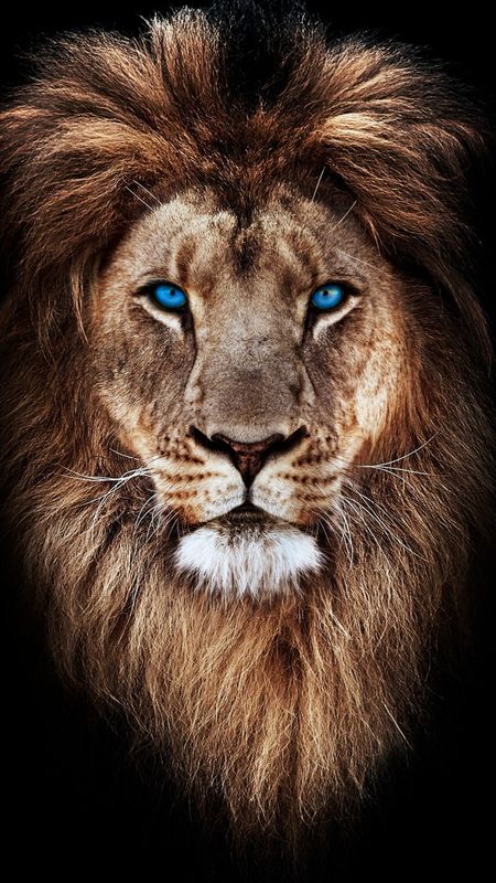 Lion Attitude Wallpaper, Lion Art Painting, Lions Painting, Lion Attitude, Lions Wallpaper, Lion Photo, Big Cat Tattoo, Leo The Lion, Animal Photography Wildlife