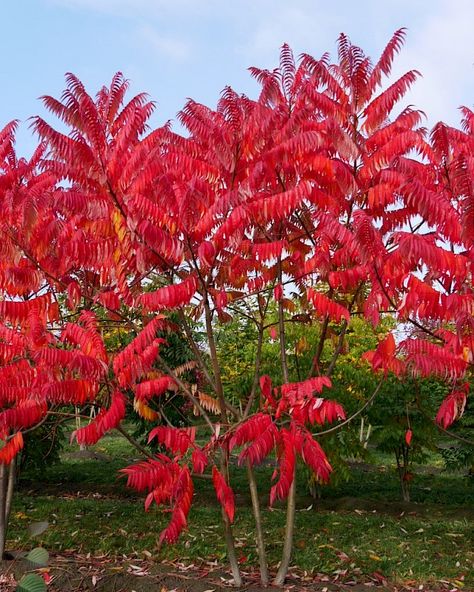 Garden Flooring, Red Shrubs, Rhus Typhina, Staghorn Sumac, Planting Zones, Tall Shrubs, Tree Plan, Planting Plan, Diy Backyard Landscaping