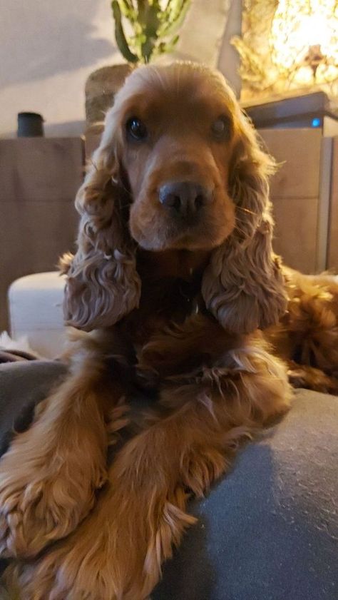 Cooker Spaniel, Blood Hound, Golden Cocker Spaniel, Fluffy Puppy, Spaniel Breeds, Gordon Setter, Heartwarming Photos, Fluffy Puppies, Cocker Spaniel Puppies