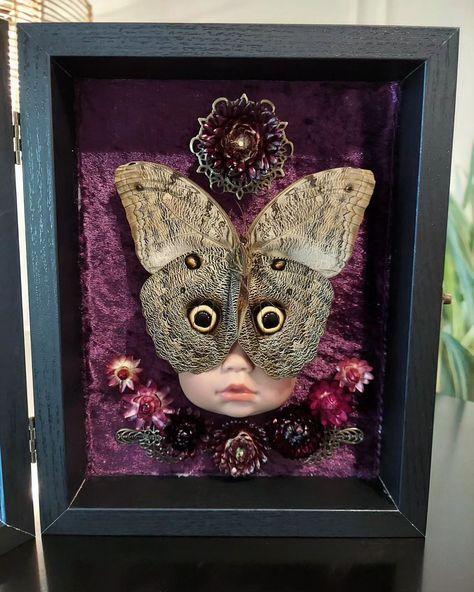 "Eye see you" 👀🦉🦋 This was too much fun to make! But had a really hard time getting pictures with the glass down. . . . #insectdiorama #insectart #butterflies #owlbutterfly #framedbutterfly #framedinsects #vultureculture #gothicdecor #gothicstyle #vultureculture Pinning Butterflies, Oddity Artwork, Pinned Bugs, Curiosity Wall, Framed Bugs, Diaphonized Specimens, Taxidermy Butterflies, Oddity Art, Bug Taxidermy