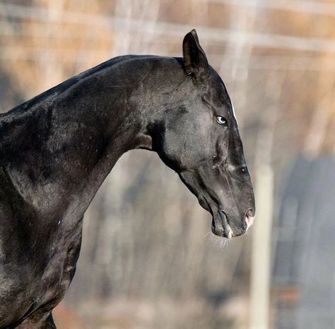 Akhal-Teke ~ TOKHTAMYSH (Khalif - Tjazegul) Owner: «GELI» Studfarm, Russia Akhal Teke Horses, Horse Anatomy, Horse Inspiration, Akhal Teke, Most Beautiful Horses, Majestic Animals, Arte Inspo, Black Horse, Pretty Horses