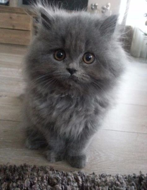 Grey Kitten, Persian Kittens, Fluffy Kittens, Söt Katt, Cute Little Kittens, Grey Cat, Cute Cats And Kittens, Cute Animal Pictures