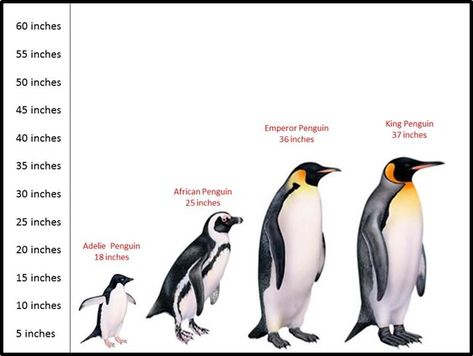 Winter Animals Theme and Activities for Preschool...different penguin sizes comparing to kids Different Types Of Penguins, Arctic Activities, Penguins Swimming, Royal Penguin, Theme For Preschool, Types Of Penguins, Penguin Activities, Penguin Theme, Penguin Species