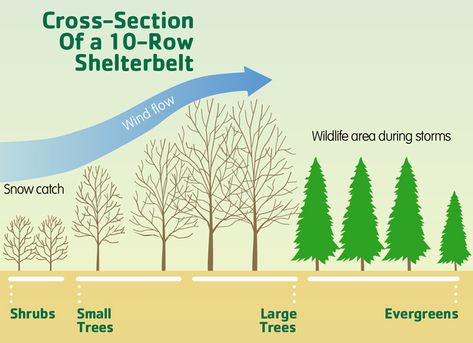 Click for a closer look at a shelterbelt. Wind Break Garden, Windbreak Trees, Acreage Landscaping, Orchard Design, Wind Blocking, Tree Plan, Wind Break, Farm Layout, Farm Living