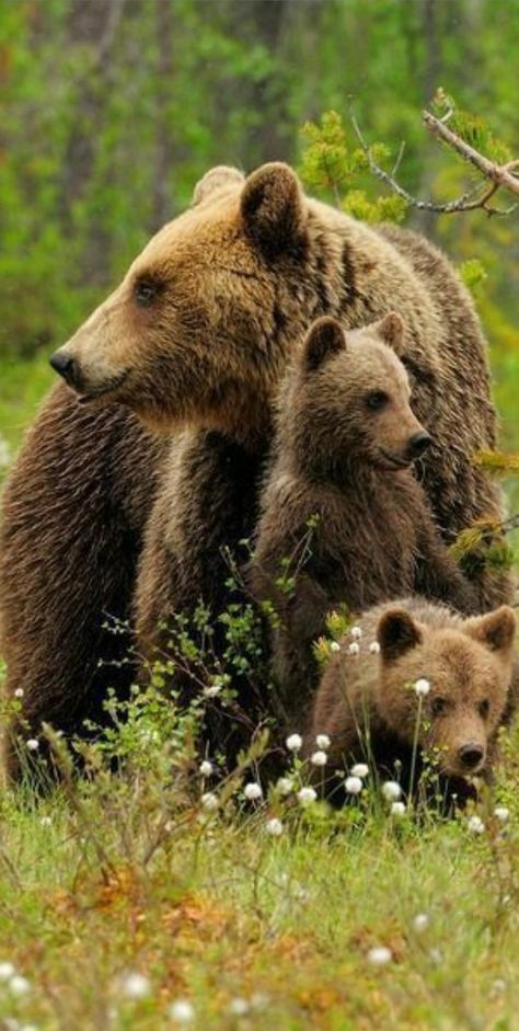 Geometric Bear, Brown Bears, Wild Eyes, Momma Bear, Bear Photos, Bear Pictures, Bear Art, Bear Cubs, Grizzly Bear