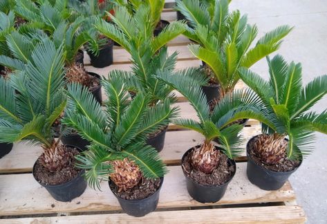 Sago Palm Landscaping, Sago Palm In Pot, Japanese Sago Palm, Evil Plants, Cycas Plant, Sago Palm Care, Gardening Hobby, Palm Tree Care, Potted Palm Trees