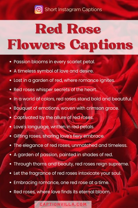 A mesmerizing red rose accompanied by a passionate Instagram caption. Red Roses Instagram Story, Rose Flower Captions For Instagram, Red Captions, Rose Captions For Instagram, Rose Captions, Captions For Instagram 2023, Flower Captions, Flower Captions For Instagram, Roses For Her