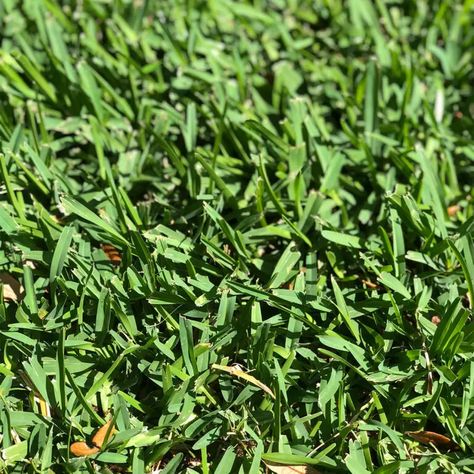 How to Plant St Augustine Grass Using Plugs – Lawn and Petal St Augustine Grass Care, St Augustine Grass, Lawn Weeds, Lawn Mower Maintenance, Weeds In Lawn, Lawn Fertilizer, Lush Lawn, St Augustine, Grasses