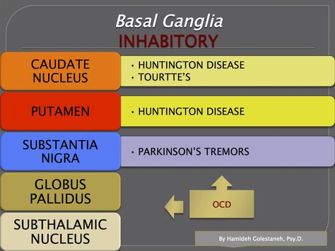 Basal Ganglia, Brain, EPPP. Eppp Study Guide, Eppp Exam Psychology, Nclex Practice Questions, Phd Psychology, Basal Ganglia, Nursing Mnemonics, Visual Aid, Clinical Psychology, Exam Study