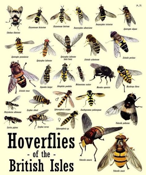 Little Green Space 🐝 on Twitter: "Did you know - hoverflies are important pollinators and there are over 280 species in the UK. Here are a few of them. Pic via @EcoRecording… https://t.co/tJ0dWUGuNF" Fauna Illustration, Hoverfly, Rose Fairy, Garden Bugs, Beetle Insect, Interesting Animals, British Wildlife, Wildlife Gardening, Plant Identification