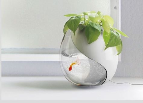 One pot, two lives   Awesome!!! Office Gadgets, Deco Nature, Aquaponics System, Aquarium Design, Ying Yang, Fish Bowl, Planted Aquarium, Green Design, Backyard Design