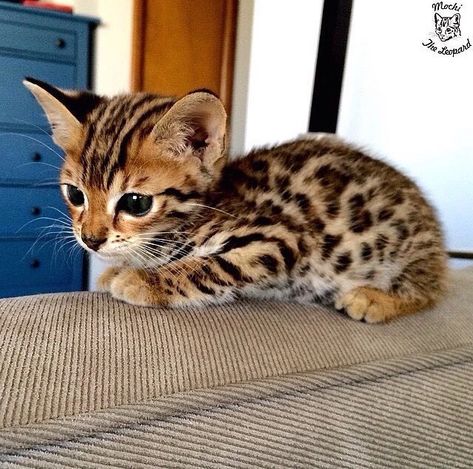 Little leopard - Aww post - Imgur Gato Bengali, Baby Jaguar, Regnul Animal, Bengal Kitten, Bengal Cats, Söt Katt, Image Chat, Cutest Animals, Cat Pictures