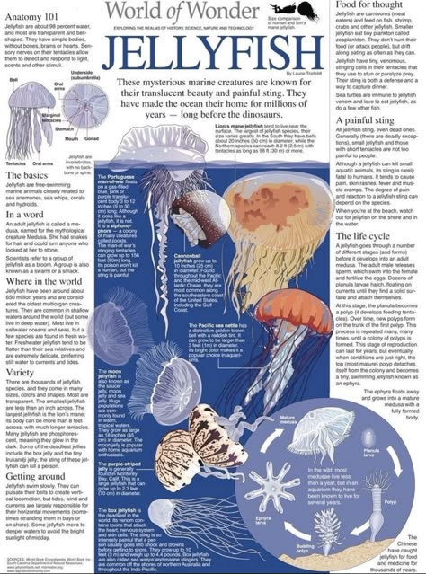 #jellyfish #newstyle #newspapercrafts Animal Infographic, Photowall Ideas, Ocean Room, Wal Art, Posters For Room, World Of Wonder, Arte Inspo, Cute Poster, Marine Biology