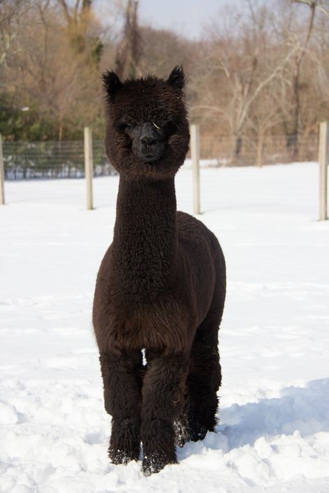 Black Llama, Healing Sanctuary, Water Genasi, Black Alpaca, Dream Ranch, Black Beast, Pygmy Goat, Dream Farm, Alpaca Farm