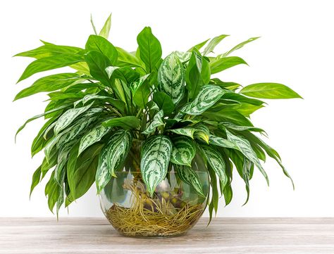 Water Plants Indoor, Best Bathroom Plants, Tanaman Air, Chinese Evergreen Plant, Plants Grown In Water, Taman Air, Arrowhead Plant, Indoor Water Garden, Hydroponic Growing