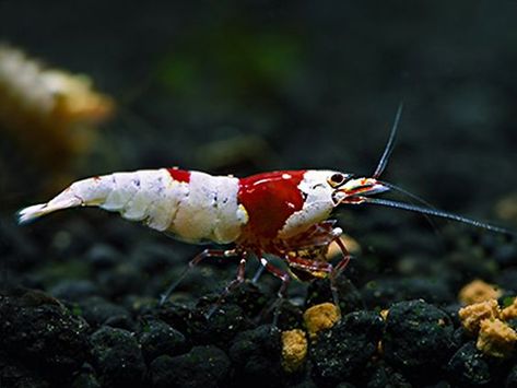 Crystal Shrimp, Amano Shrimp, Red Cherry Shrimp, Tiger Shrimp, Cherry Shrimp, Brine Shrimp, Shrimp Tank, Aquatic Plants, Canned Food