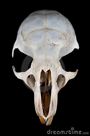 Rat Skull, Mouse Skull, Rat King, Animal Anatomy, Mouse Rat, Film Inspiration, Fairy Costume, Zoology, I Want To Eat