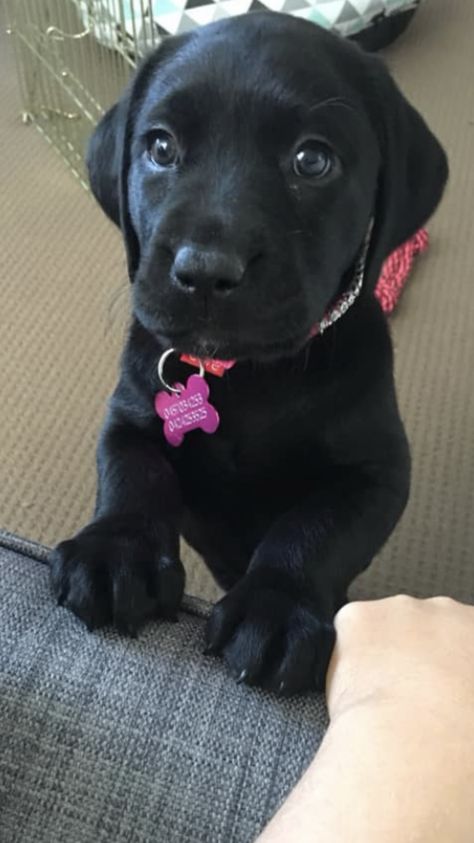 Black Labrador Puppy Cute, Black Labs Puppy, Puppy Black Lab, Black Labrador Aesthetic, Black Lab Aesthetic, Lab Pups, Cute Labrador Puppies, Black Lab Puppy, Puppy Black