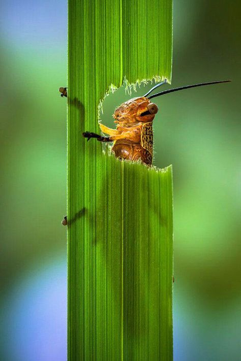 Cool! Foto Macro, Micro Photography, Insect Photography, Grasshoppers, Beautiful Bugs, Close Up Photography, Better Homes And Garden, Macro Photos, Bugs And Insects