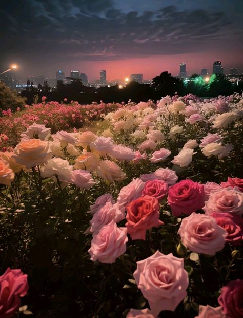 Beautiful pink white and red with The beautiful landscape Red Rose Field, Rose Field, Pretty Flowers Pictures, Glowing Flowers, Coquette Wallpaper, Lily Wallpaper, Luxury Flower Bouquets, Pretty Aesthetic, Types Of Roses