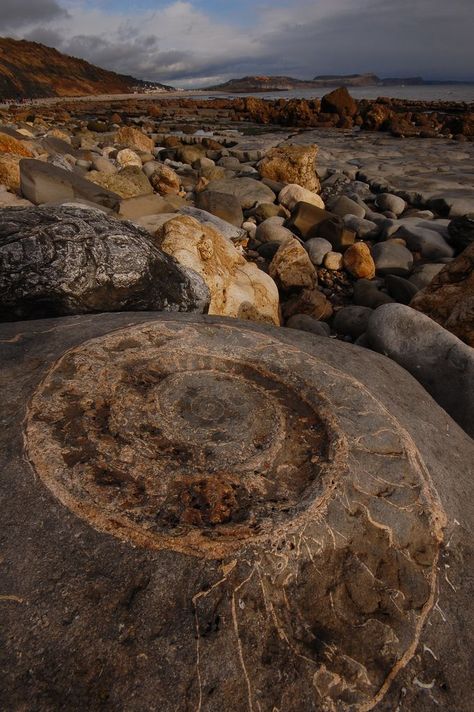 Giant Ammonite Lyme Regis, Rocks And Fossils, Jurassic Coast, Geology Rocks, Dinosaur Fossils, Chemical Reactions, Prehistoric Creatures, Rock Formations, Stone Rocks